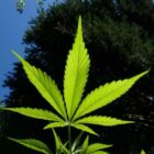 B of A Picks Cannabis Stocks